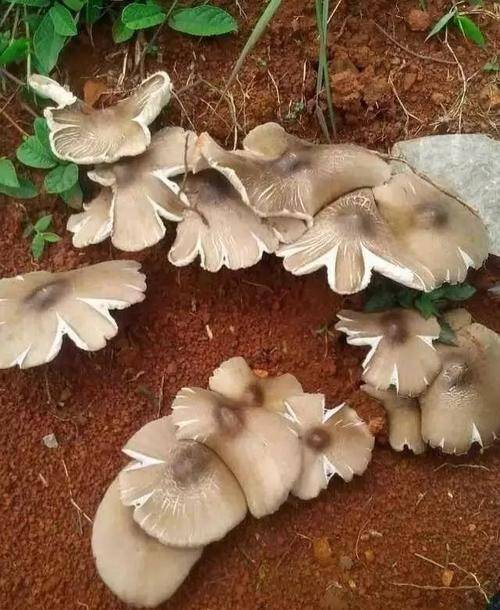 广东膳美健康咨询有限公司:野生蘑菇有很多种_吕元膺_食用_棋子