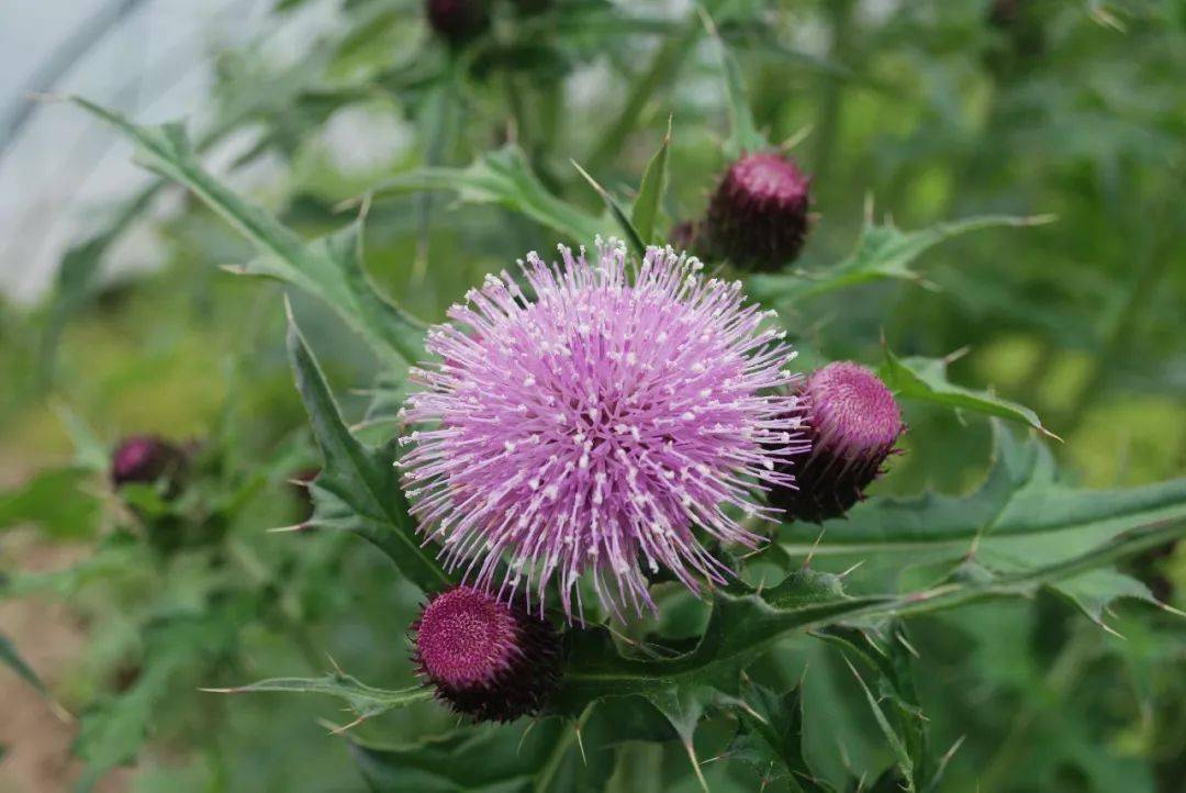 pekinensis)白頭翁(白頭翁pulsatilla chinensis)祁漏蘆(漏蘆 stemm