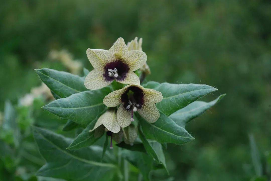 abilis)黃芩(黃芩scutellaria baicalensis)黃芪(膜莢黃芪astragalus