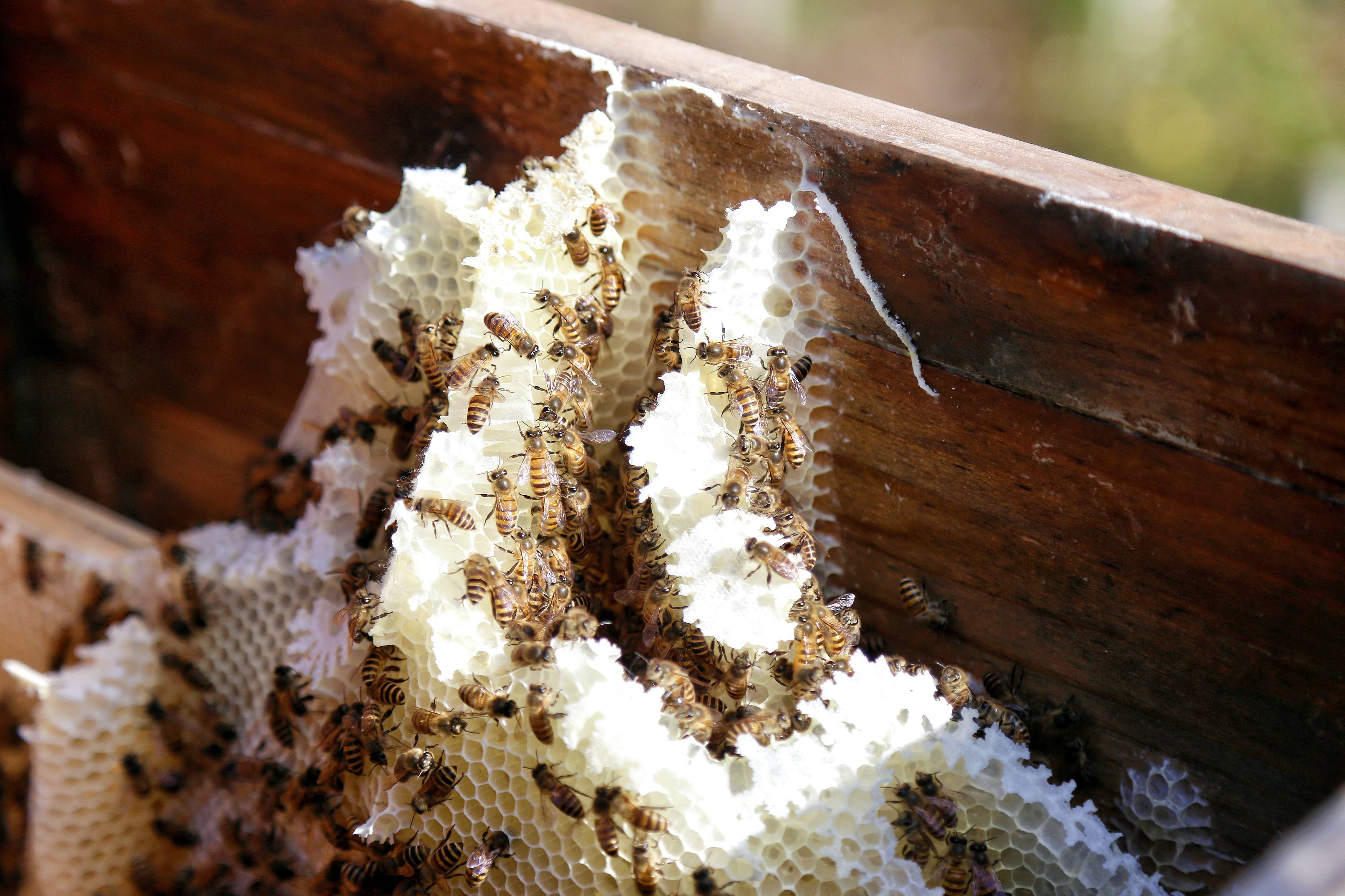 大食物观引领我州蜂产业转型升级_蜜蜂_蜂蜜_恩施