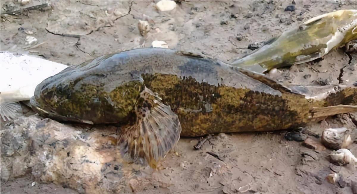 它在东北很常见,在黑龙江,松花江,鸭绿江,图们江,辽河等流域都有分布.