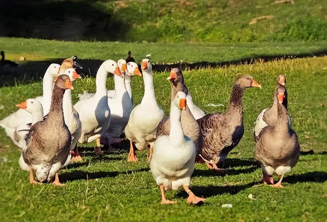 鵝是草食性動物,一隻鵝蛋貴到10元,為何農民不規模養鵝致富?