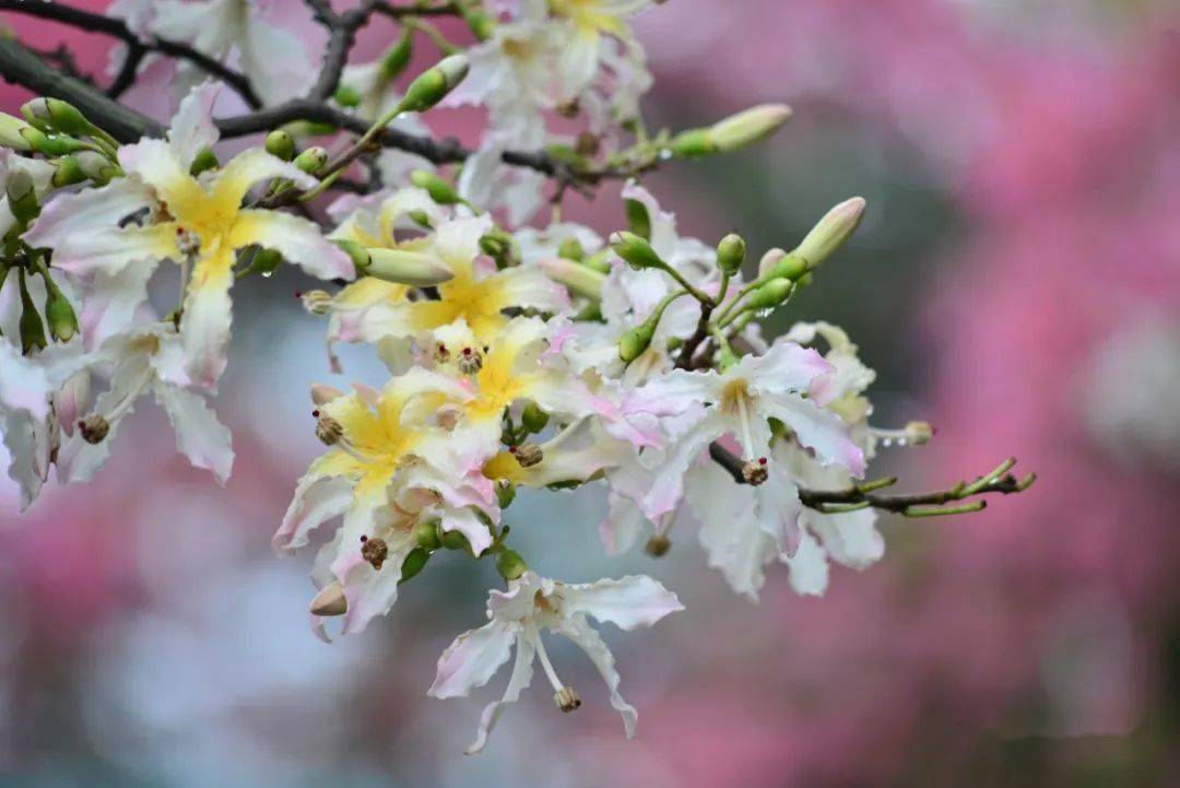 粉紅依舊!_木棉_校園_花海