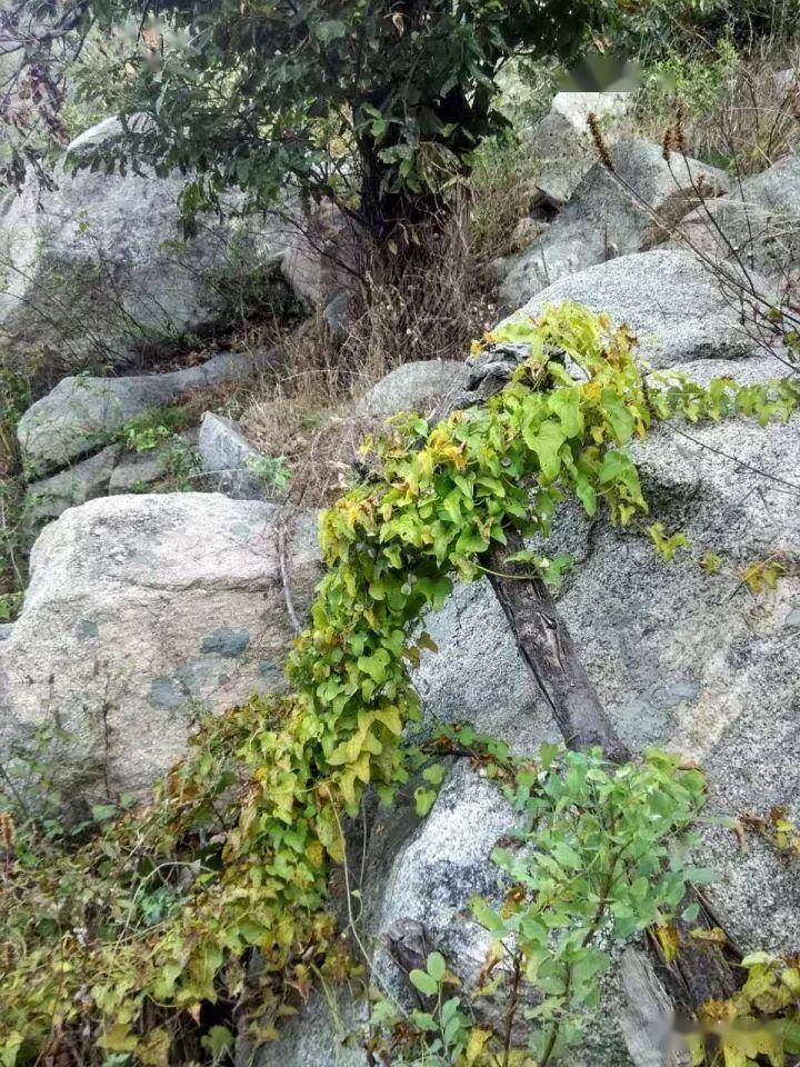 (下图俺叫马虎椹子,不知道学名叫什么(雏菊芬芳,漫山遍野(山里还有