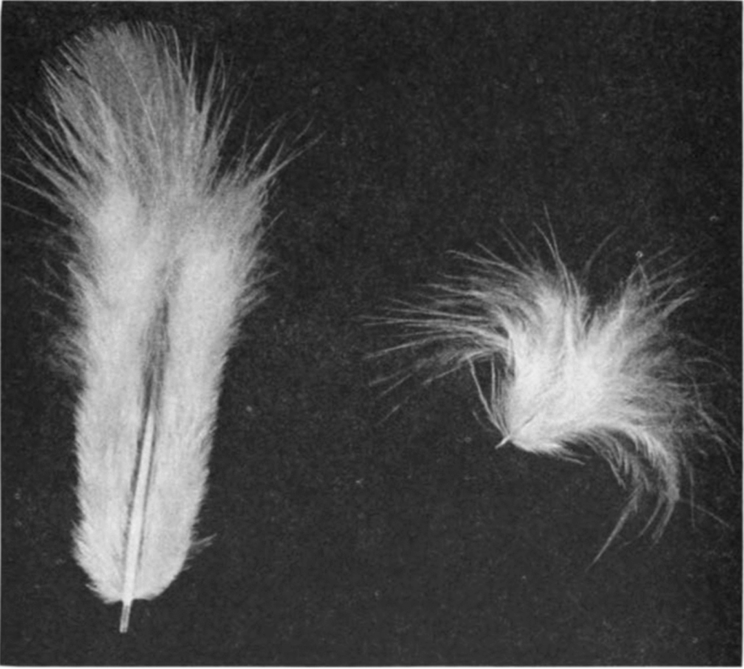 空气_羽毛_热量