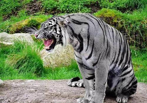 摄影师在印度抓拍到世上仅存六只的黑虎,早年中国也有其出没踪迹_保护