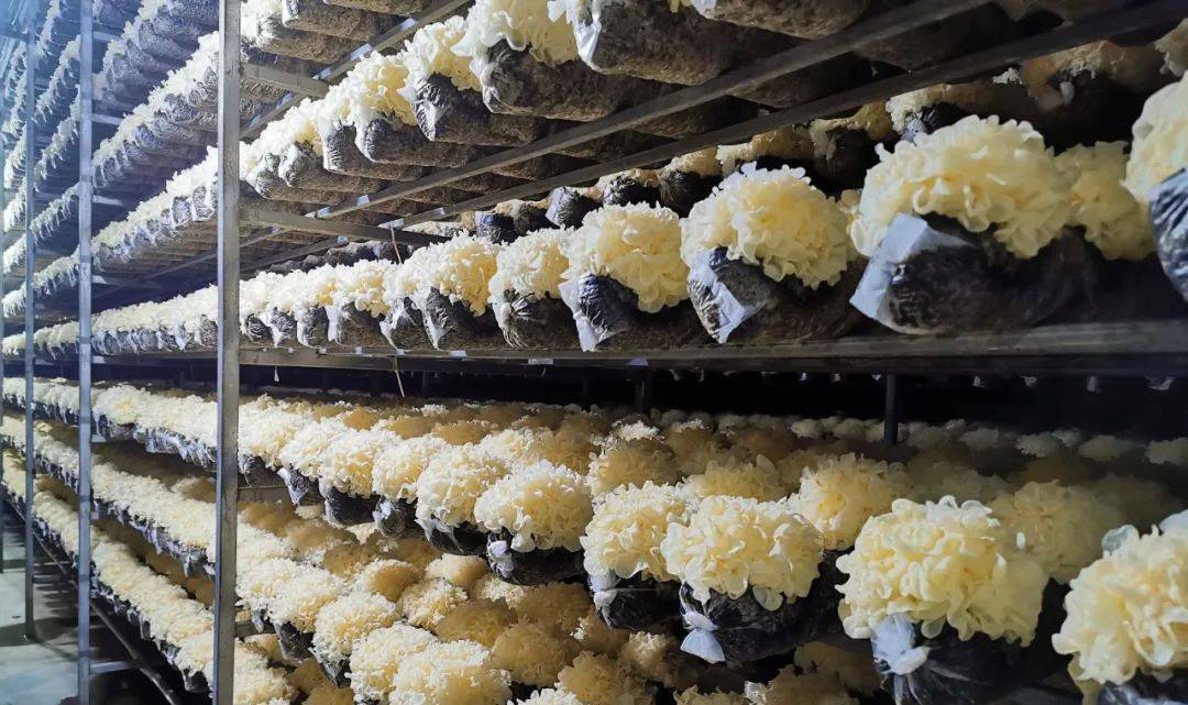 可以直接冲泡的银耳羹,每日一杯,软糯香甜