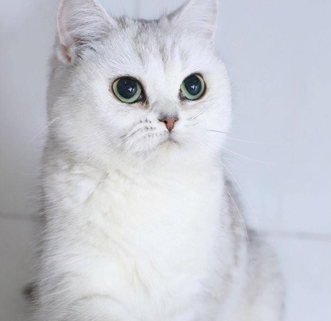 银渐层和蓝猫配出来什么样子_颜色_小猫_毛色