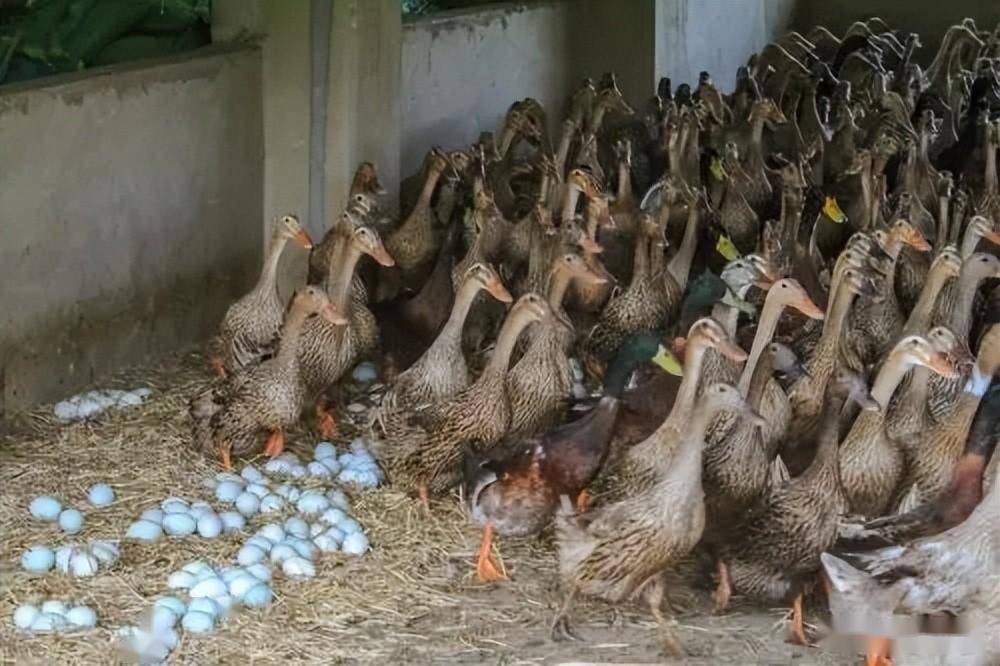 冬季蛋鸭巧管理,促高产