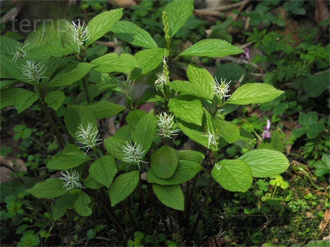 丝穗金粟兰的应用价值_植物_市场_种植