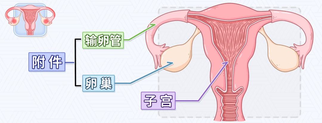 卵巢和子宫图图片