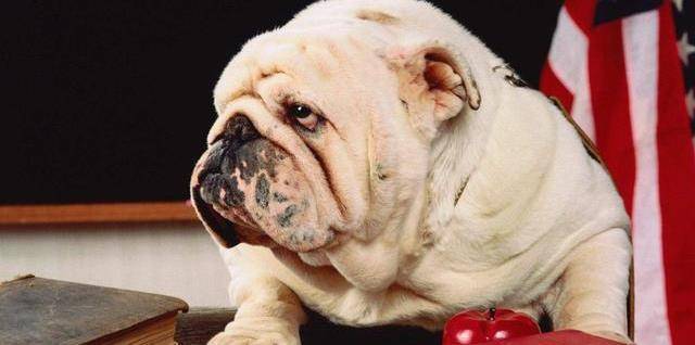 这种狗狗憨厚可爱_沙皮_独立_性格