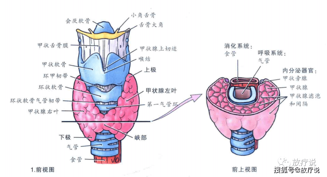 甲状腺解剖图前面观图片