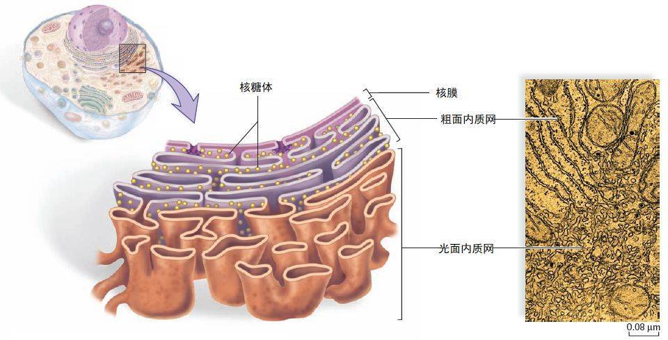 内质网膜图片