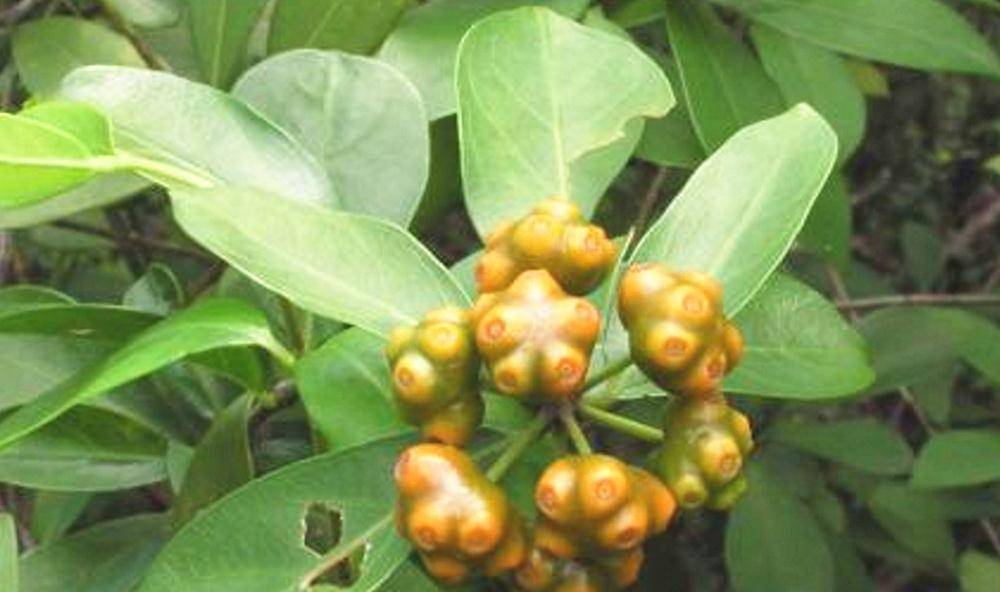 南方山里的"鸡眼藤",根茎是良药,70元一公斤,人工种植如何_植物_朋友