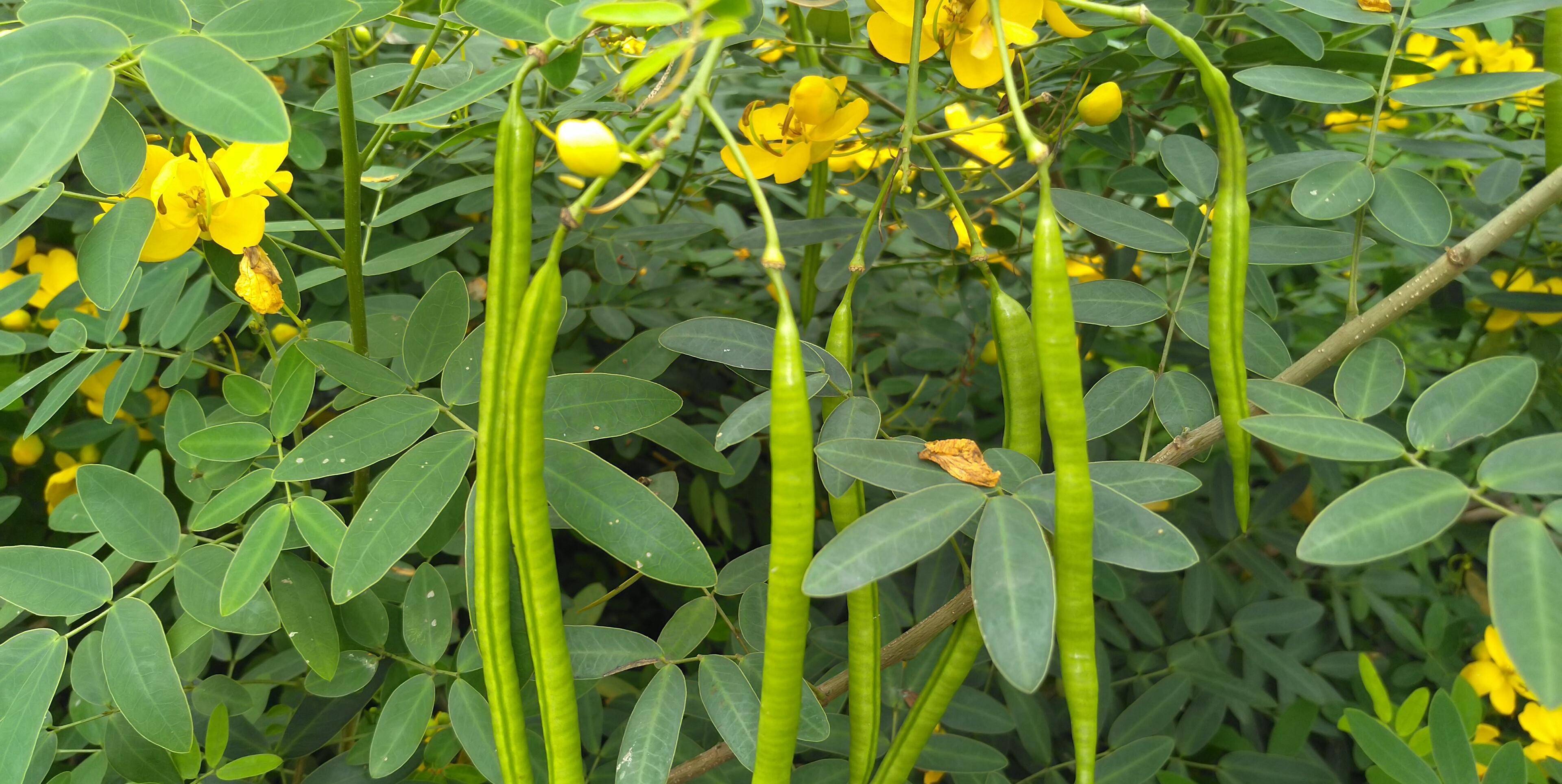 雙莢決明花美哉!滿樹金黃翠葉隨,花嬌芳馥莢果垂_黃色_栽培_臘腸