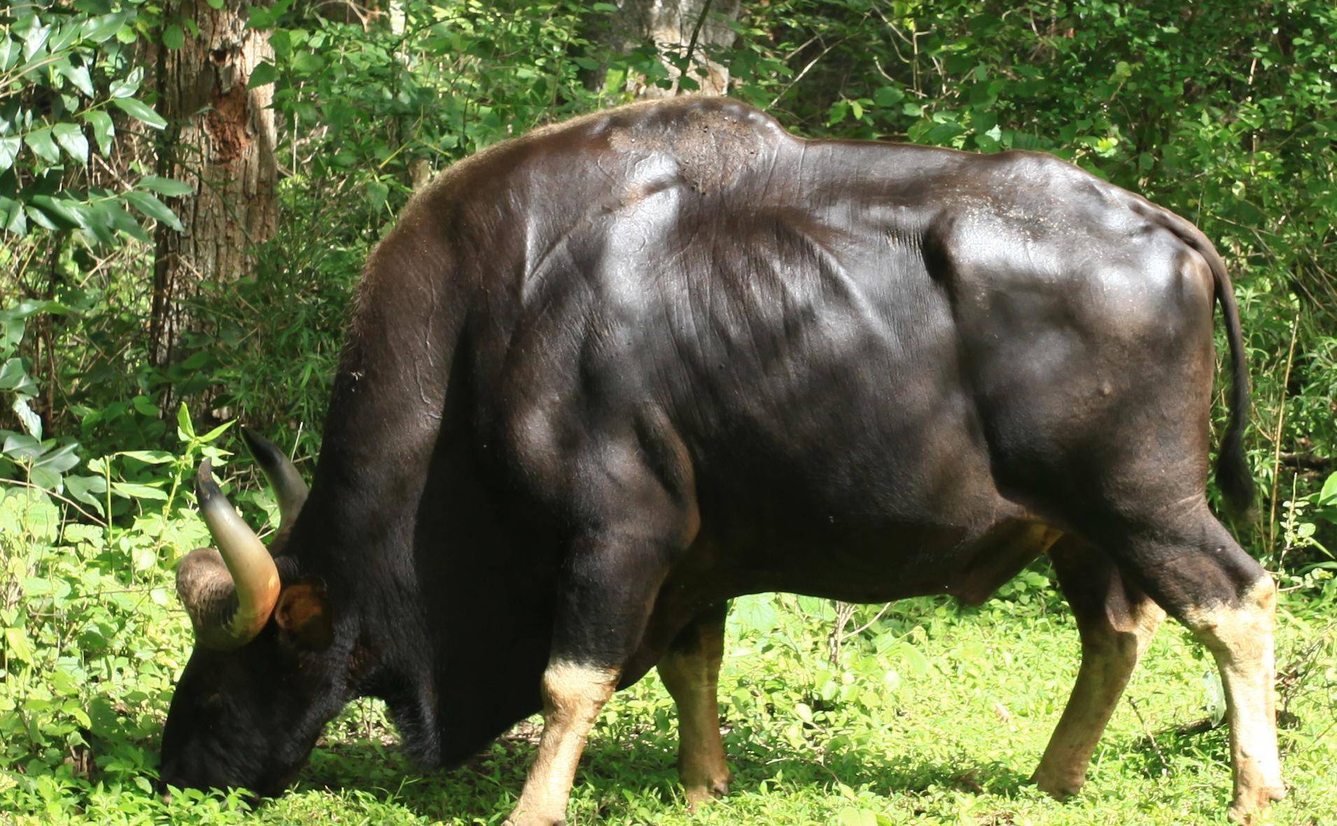 近日,云南普洱发现罕见的白肢野牛.重量可达1.