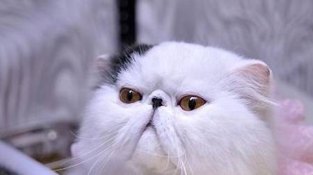 猫怀孕了,不拉屎_宠物_主人_补充