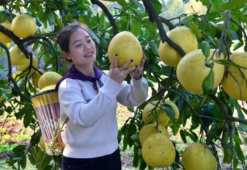 忠县新立镇青台村:300亩柚子丰收采摘忙_蜜柚_游客_农户