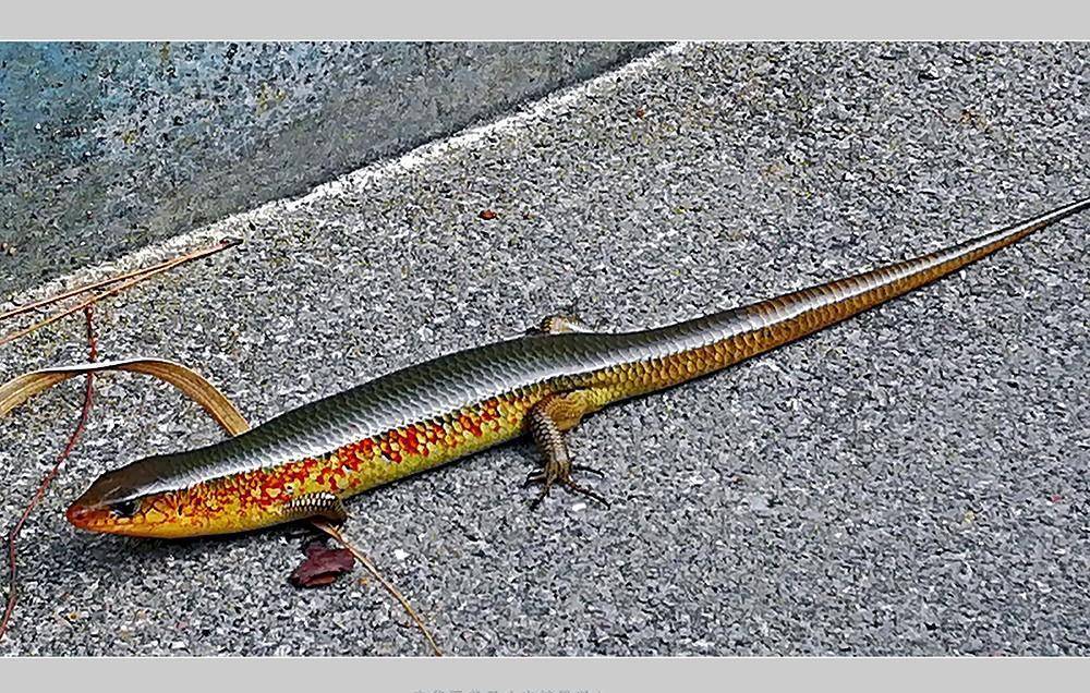 丽纹石龙子(石龙子科),常见.体长约22～27cm.