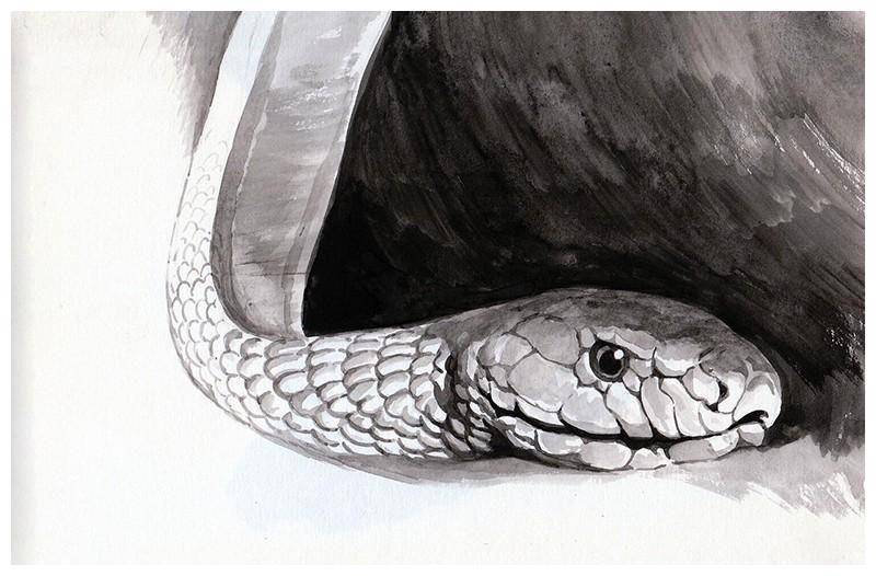 黑曼巴蛇的素描图,脑袋很圆但蝰蛇科以外的毒蛇,就不适用这条规律了.