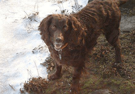 美国人认为,比特犬不入流,它才是第一猛犬,一种羊头狗身的猎犬_主人