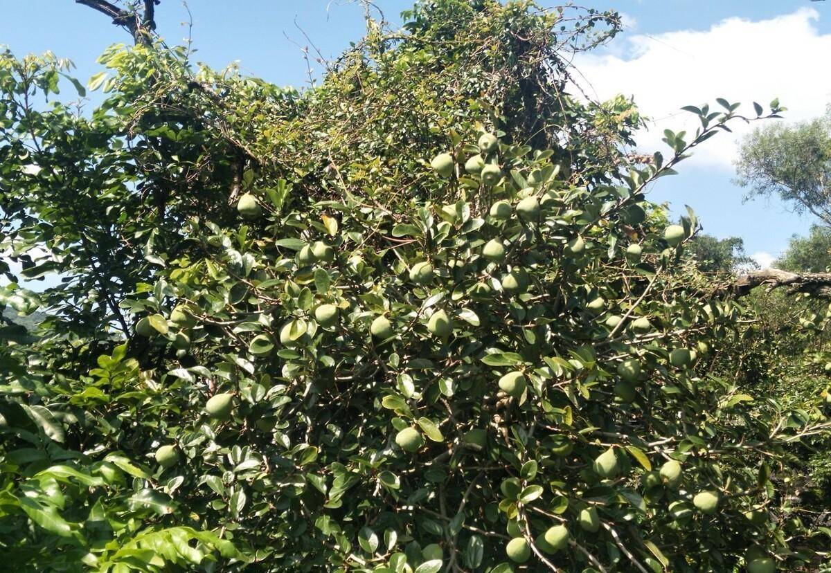 这种果制作出来的凉粉你吃过吗?薜荔果:天然原始的凉粉制作材料