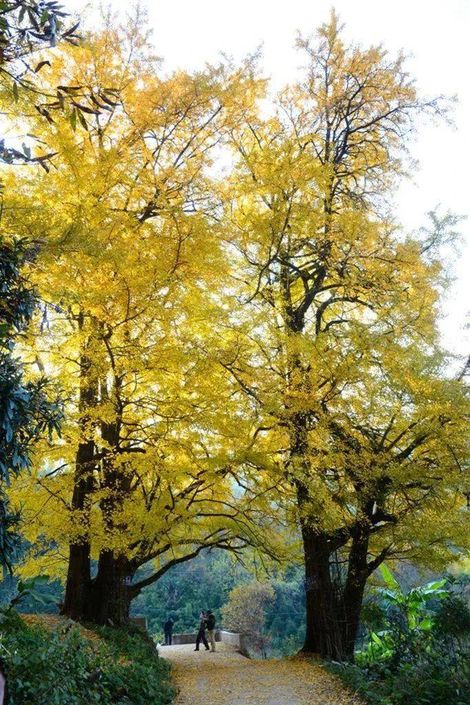 縣西苑鄉柳園村甜櫧古樹群建甌市龍村鄉擎天巖村赤皮青岡古樹群武平縣