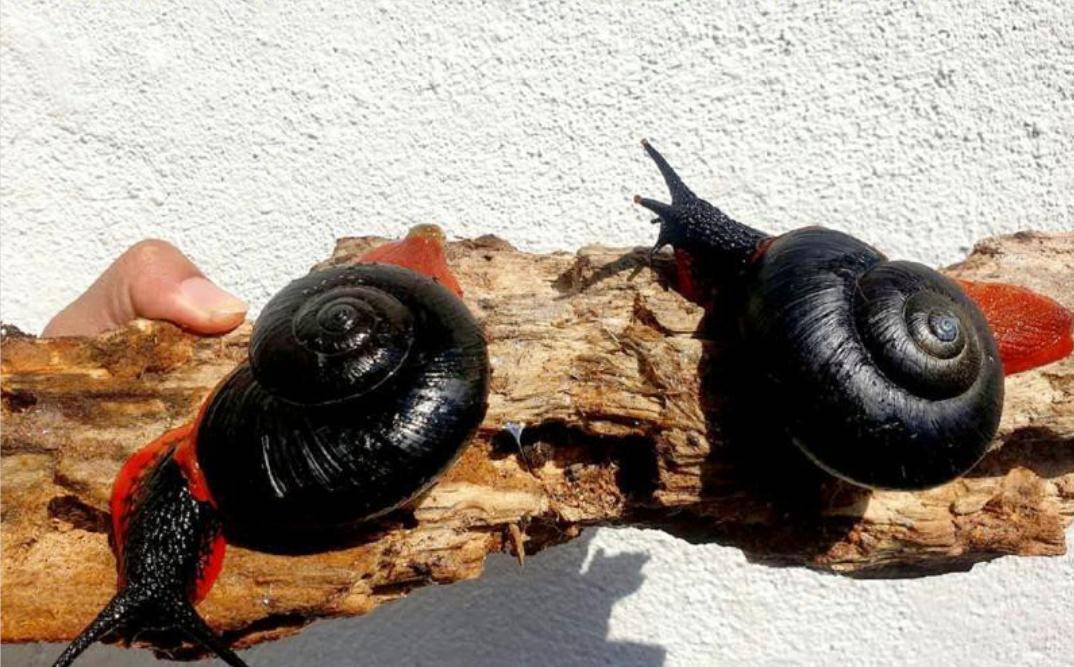 另类宠物-产自马来西亚,有着鲜艳配色的火焰蜗牛受到人们追捧_外壳