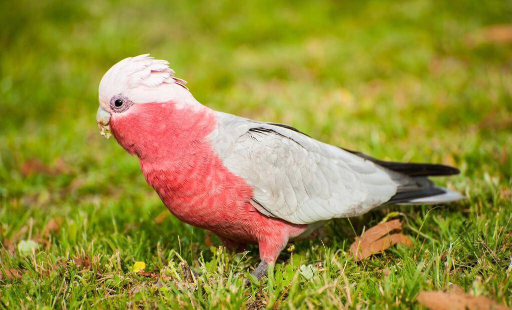 三种上万的粉红色凤头鹦鹉,你认识其中几种?
