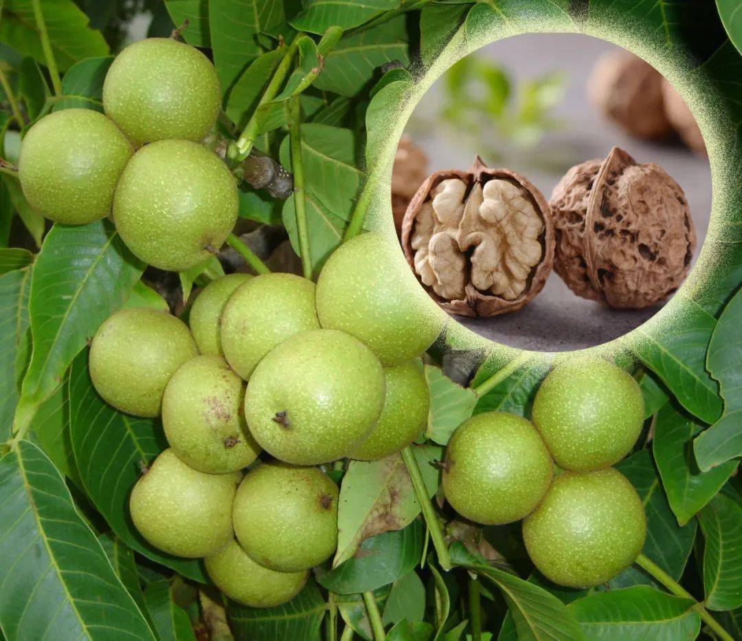 主动将核桃油生产融入国家粮油安全战略,促进核桃产业结构优化升级