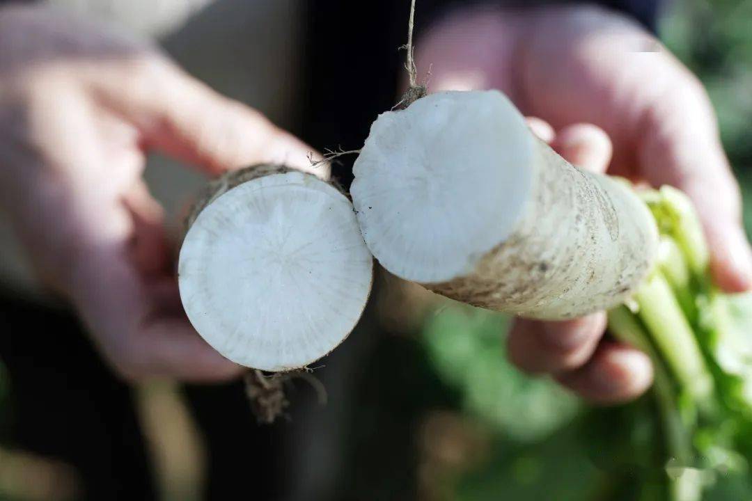 萧岗菜心,耙齿萝卜…这些"老广味,你食过未?_品种_番茄_蔬菜