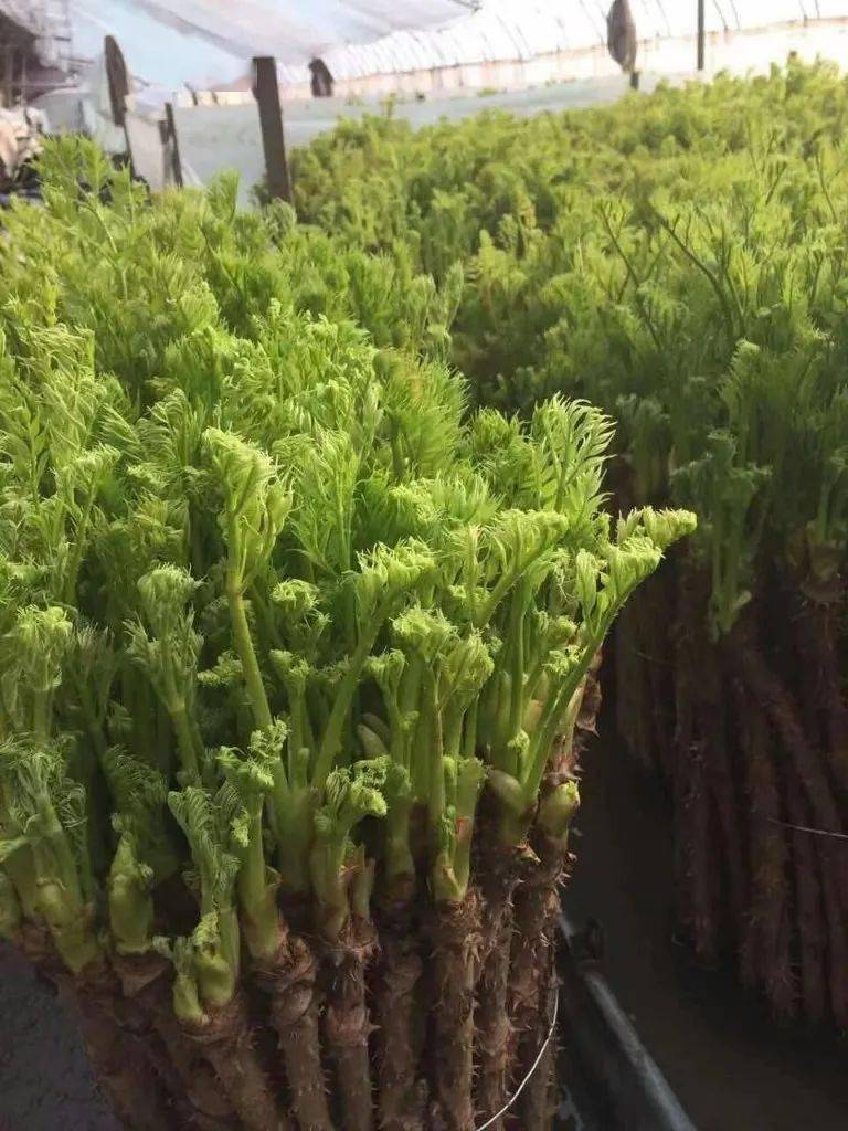 【龙头新闻·黑龙江日报】山野菜专业合作社:反季俏种寻到农民致富"金