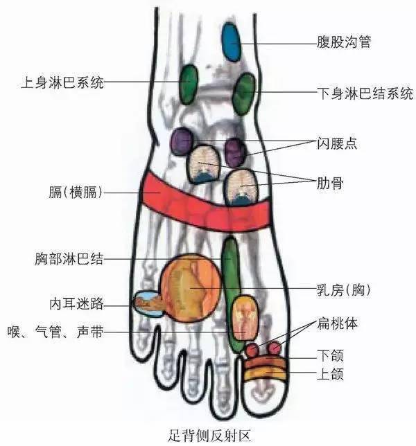 人体全息图，哪里不适按哪里（留着备用）