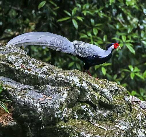 这种山林中的"鸡",国家二级保护动物白鹇,你认识吗?