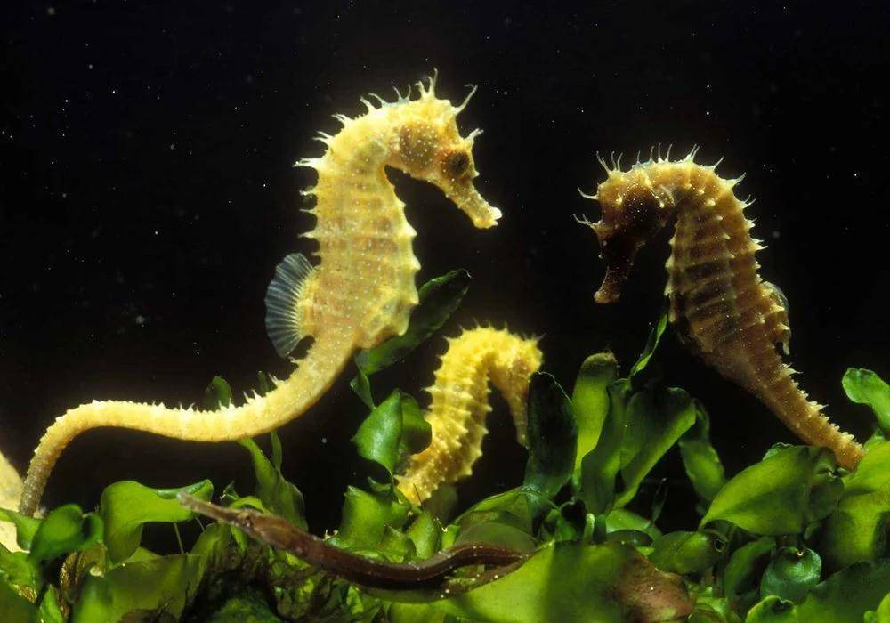 但从竞争进化的角度来看,如果雌海马仍然"为了爱情"去守候等待,这意味