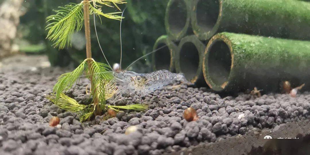 中年男人有三宝:螳螂,蜻蜓,癞蛤蟆_自然_研究_动植物