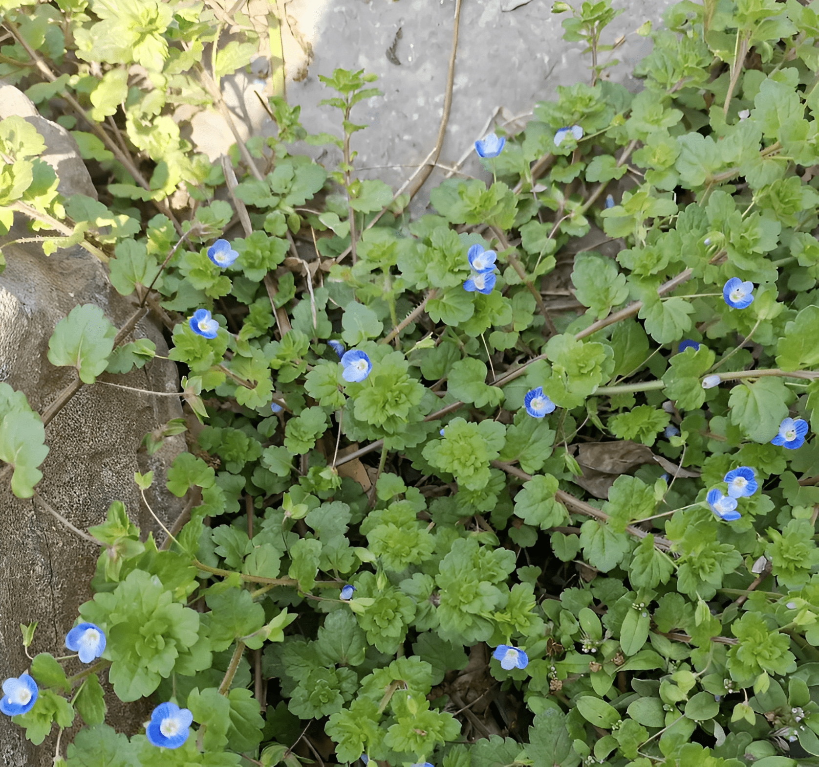 双肾草花图片