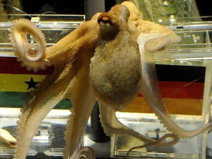 成功预测比赛结果吗?八爪鱼保罗一路还记得2010年南非世界杯