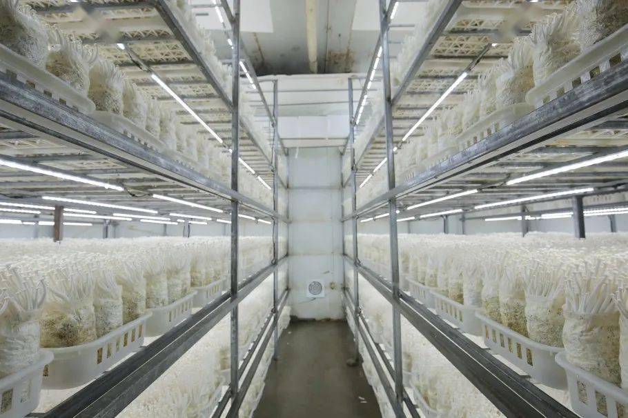 巾帼示范基地展风采 | 朵朵菌菇撑起农业"致富伞"_生产_公司_罗源县