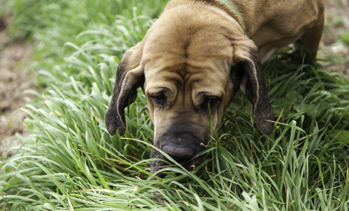 为什么我的狗吃草?我应该阻止吗?