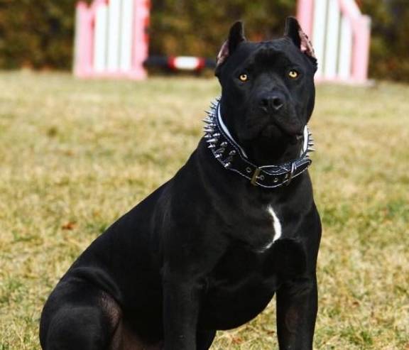 隐含黑豹基因的猛犬,具有野兽的攻击力,如果上线,必将翻云覆雨_美国