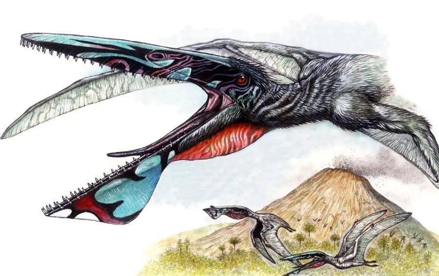 电影《阿凡达》中的飞行坐骑伊卡兰原型-阿凡达伊卡兰翼龙_下颌_头骨