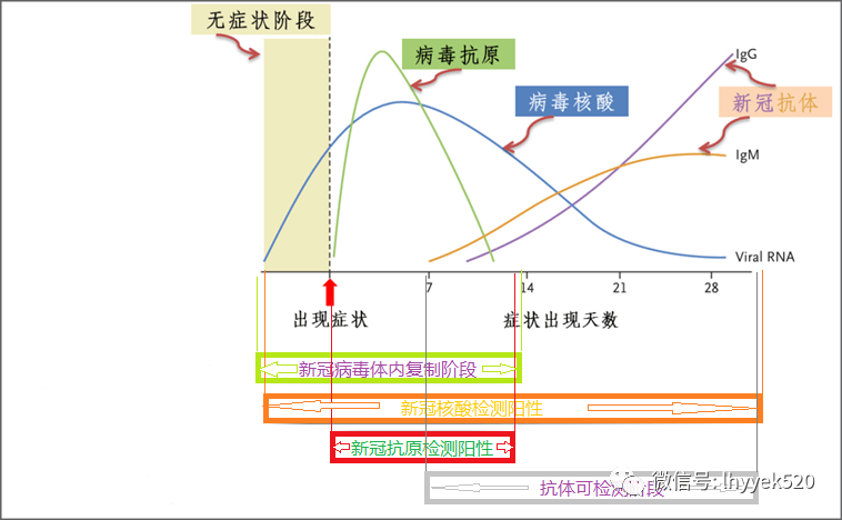 新冠抗原检测可能阳性:下图中上半部分绿色曲线期间(从症状开始出现至