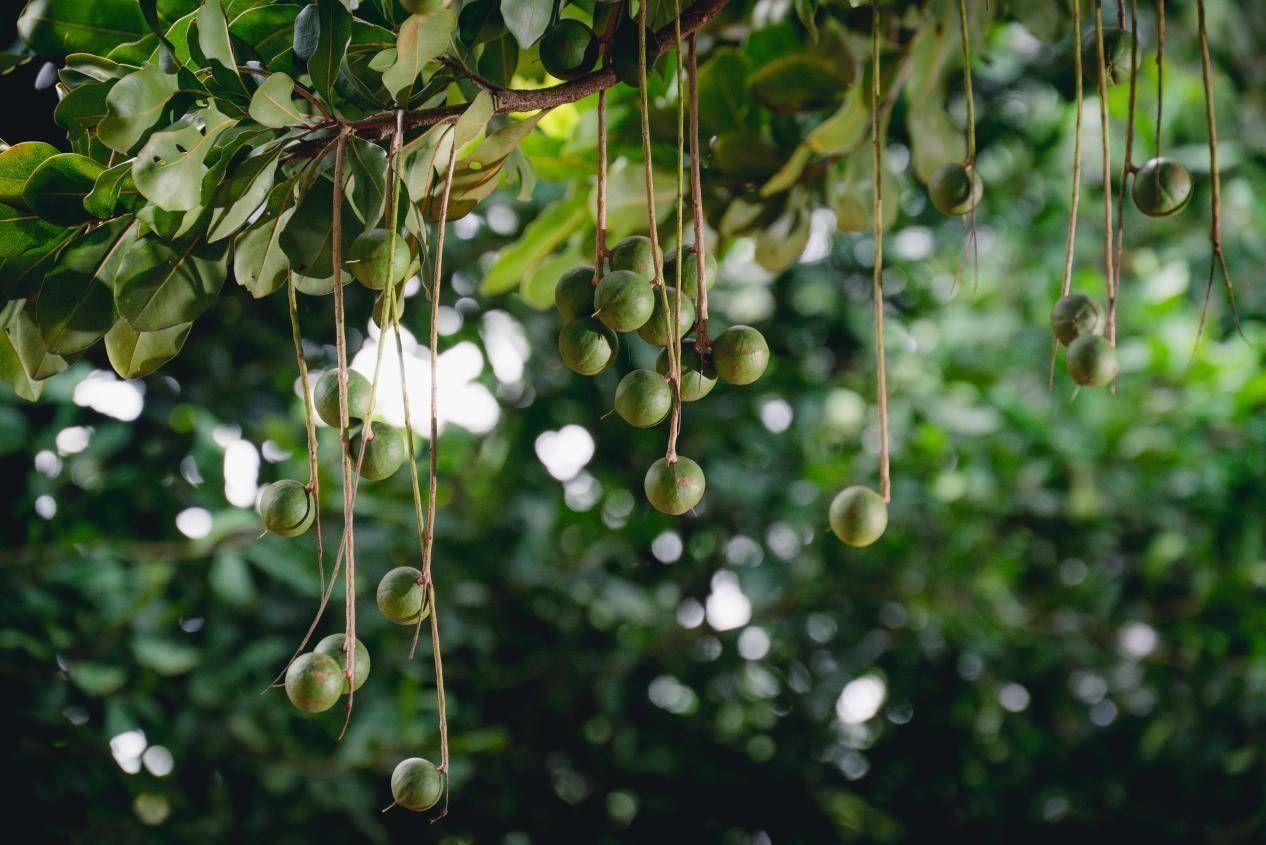 好原料造就好味道,良品铺子助力夏威夷果漂洋过海实现"中国造"_坚果