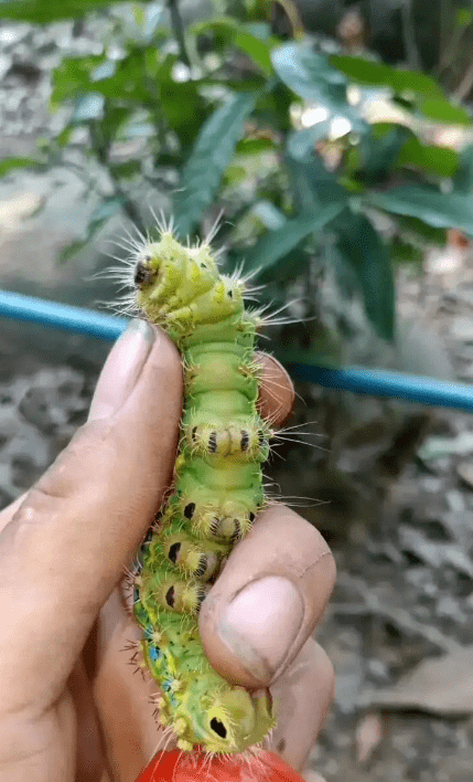 油爆洋辣子,是东北黑土地上的乡愁_味道_是一种_苹果树