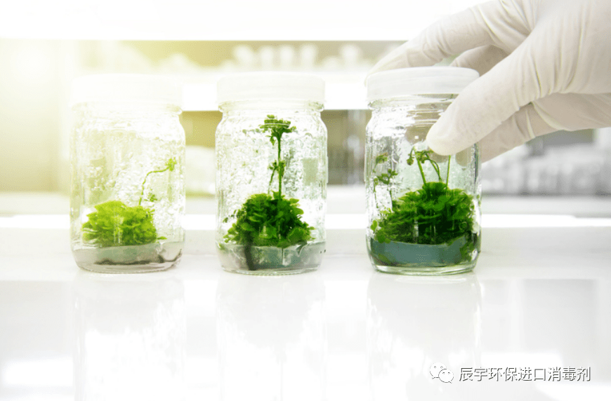 植物组织培养中如何消除病原微生物污染?提高组培育苗成功率!