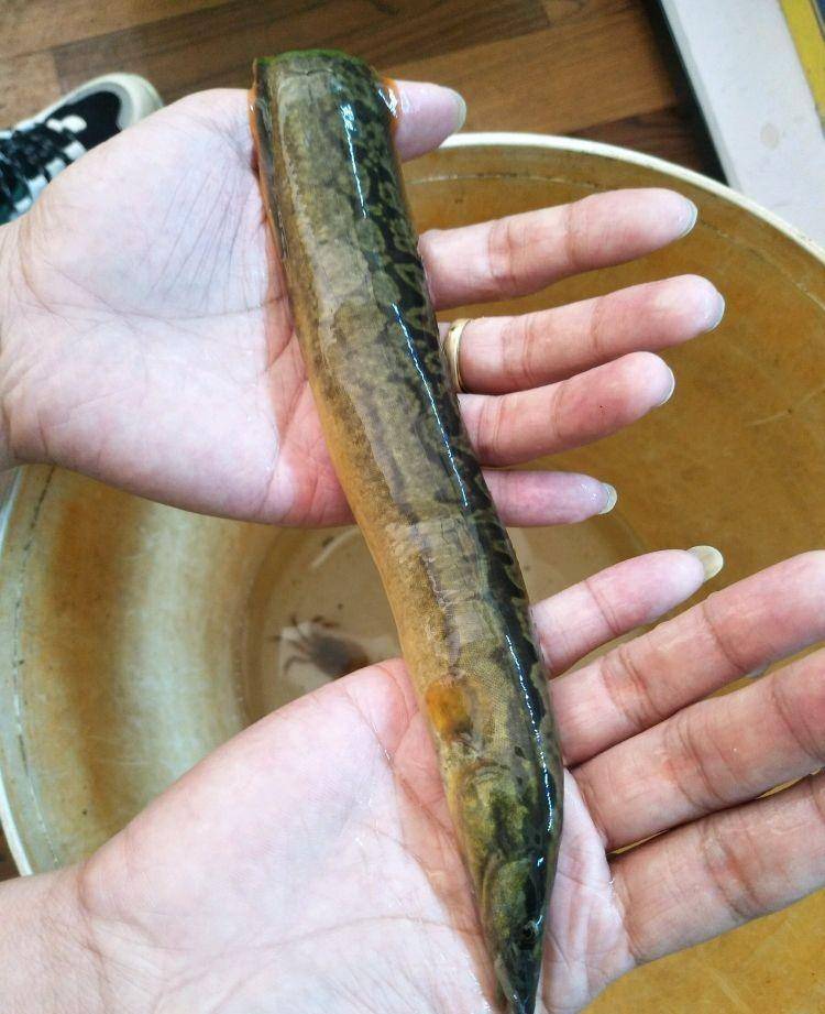 半米长的大棘鳅背上长满倒刺,能吃吗?