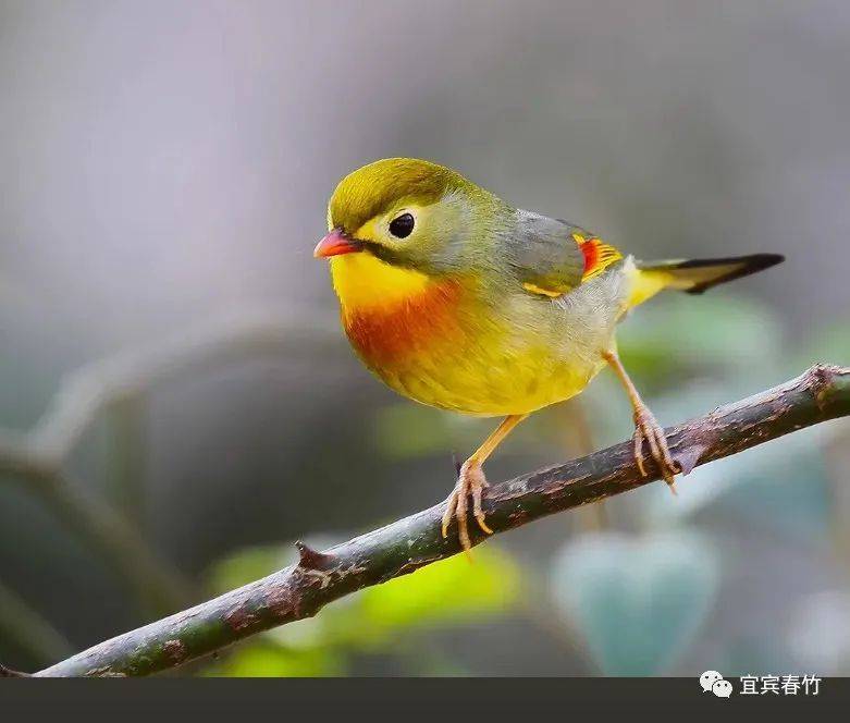 安彈弓捉鳥主要是安斑鳩,麻啄類大一點的鳥.