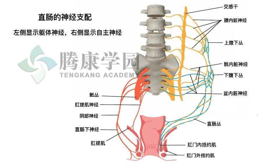 【内脏与疼痛】排便的控制_手机搜狐网